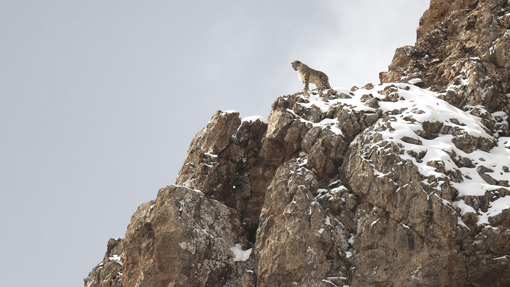 Snežni leopard