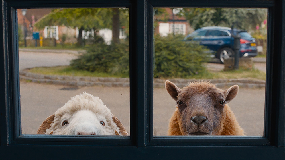 08.05.2026 16:30 (Mestni kino Ptuj)